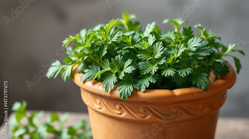 Fresh Parsley Plant in Decorative Clay Pot on Wooden Surface