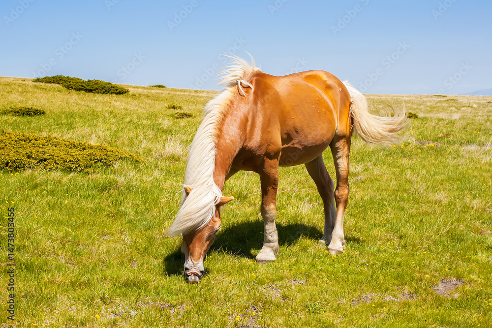 Horse on a summer pasture
