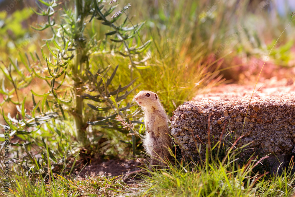Obraz premium ground squirrel looking at camera, curious
