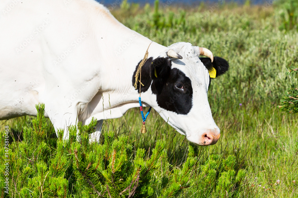 Cow on green summer meadow between bushes