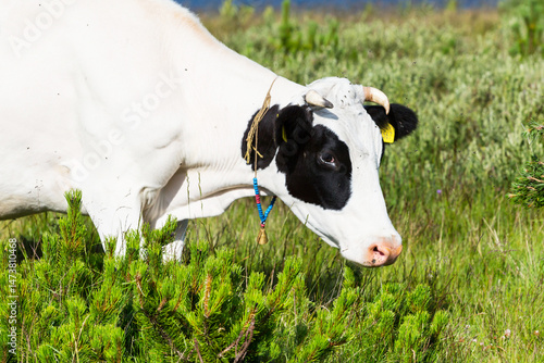 Obraz na płótnie Cow on green summer meadow between bushes w salonie