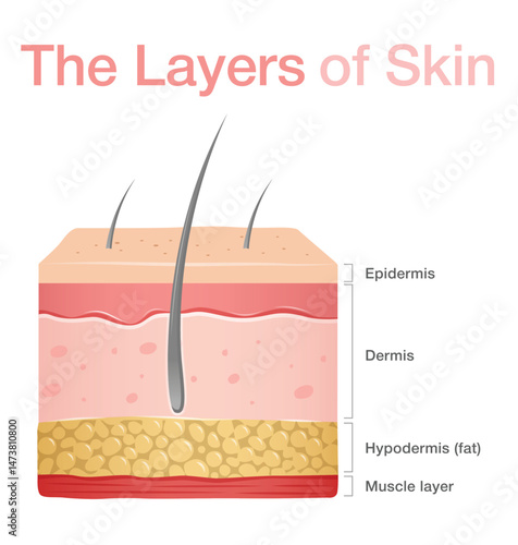 Diagram of normal human skin structure. Infographic with detailed description of skin layers. Vector illustration can be used for educational purpose for medical science and dermatology.