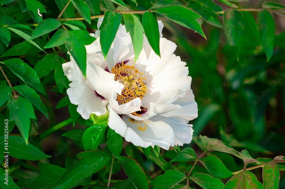 Obraz premium An elegant white tree peony blooms, its delicate petals contrasting with deep green leaves.