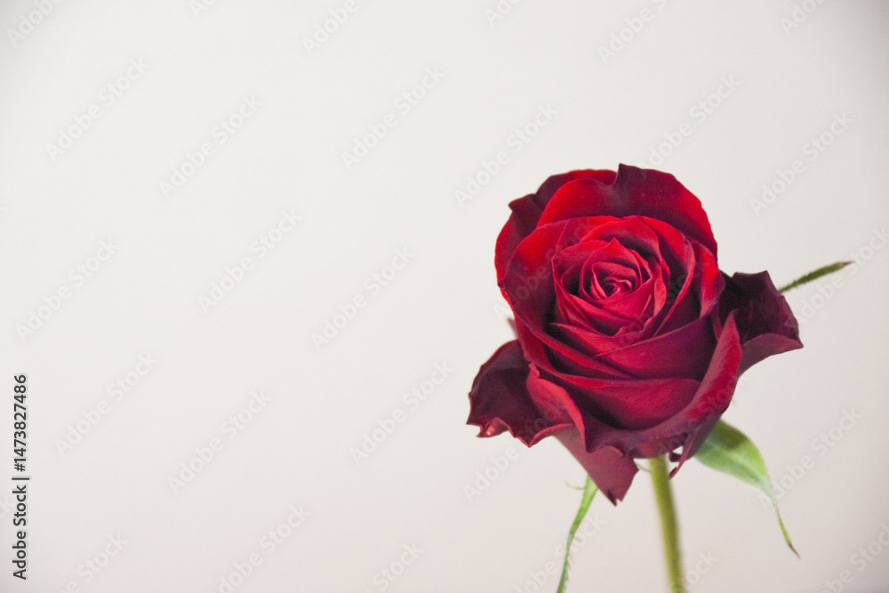 Fototapeta premium 赤い薔薇