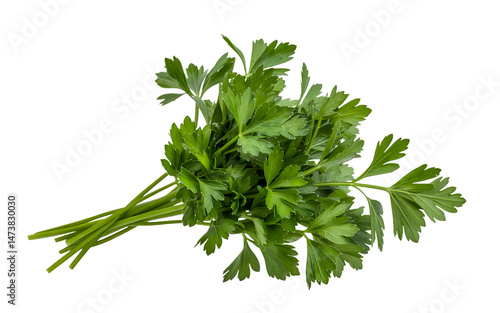 Fresh bunch of parsley herb isolated on a clean background showing detailed green leaves