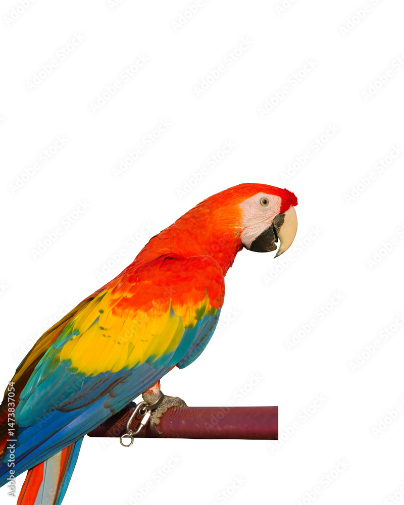 Fototapeta premium scarlet macaw parrot standing on a perch isolated on white background. This has clipping path.