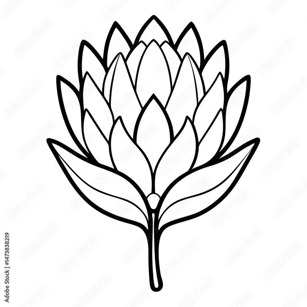 Protea Flower Outline Illustration for Botanical and Floral-Themed Coloring Book Pages Protea Flower Outline Illustration for Botanical and Floral-Themed Coloring Book Pages