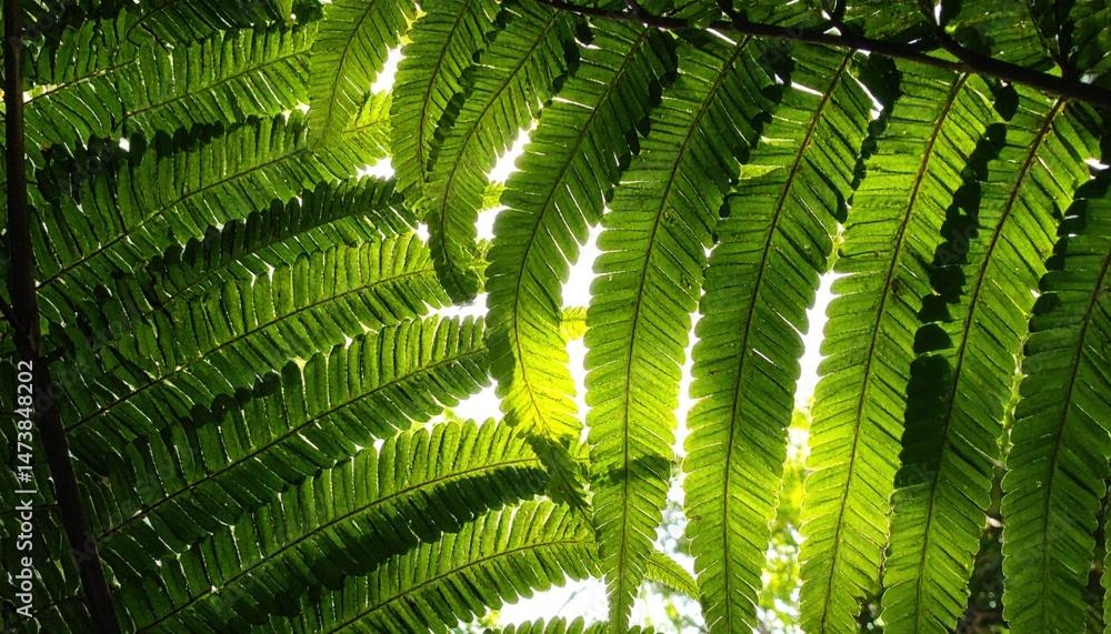 Lush green fern leaves illuminated by sunlight forest nature photography tranquil environment low angle view serenity and growth Lush green fern leaves illuminated by sunlight forest nature photography tranquil environment low angle view serenity and growth