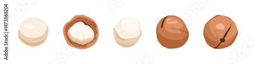 Vector illustration of macadamia nuts both in-shell and shelled, shown from multiple angles for food packaging, nutrition, or branding use