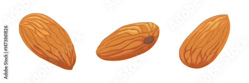 Detailed vector illustration of three whole almonds on white background, ideal for food packaging, healthy eating, or ingredient labels