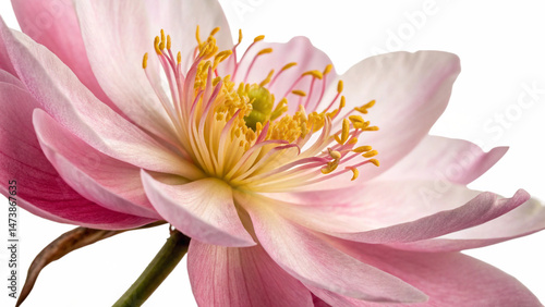 Hyper-Realistic Floral Bloom in Sharp Focus with Natural Lighting