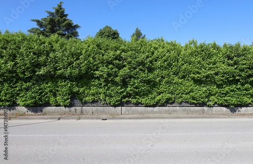 Wallpaper Mural Fence with an overgrown and  unpruned hedge on top. Sidewalk and street in front. Background for copy space. Torontodigital.ca