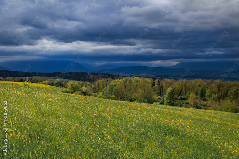 Fototapeta premium Panoramic landscape of yellow dandelions in green meadow with distant Alps under dramatic cloudy sky in Aeugst am Albis, near Zurich, Switzerland