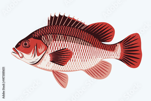 Vibrant Red Fish Illustration: Detailed Aquatic Animal with Scales, Fins, and Spiked Dorsal Fin - Ideal for Fishing Themes, Marine Biology, and Seafood Content (Focuses on color, details, and broad ap