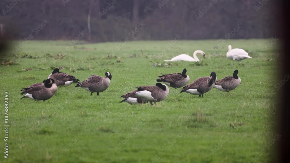 A group of Canada geese rest and graze on a lush green field. Some birds are preening while others stand alert, creating a peaceful wildlife scene in the misty countryside. A group of Canada geese rest and graze on a lush green field. Some birds are preening while others stand alert, creating a peaceful wildlife scene in the misty countryside.