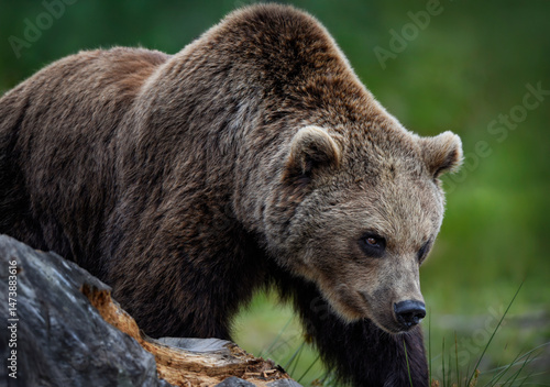 Wallpaper Mural Close up of a Brown Bear (Eurasian Brown bear) Torontodigital.ca