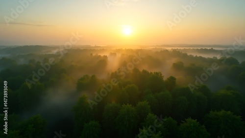 An aerial view of a dense temperate forest canopy