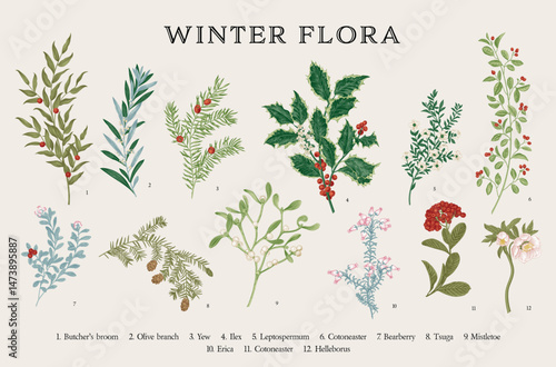 Winter flora. Botanical vector vintage set. Colorful
