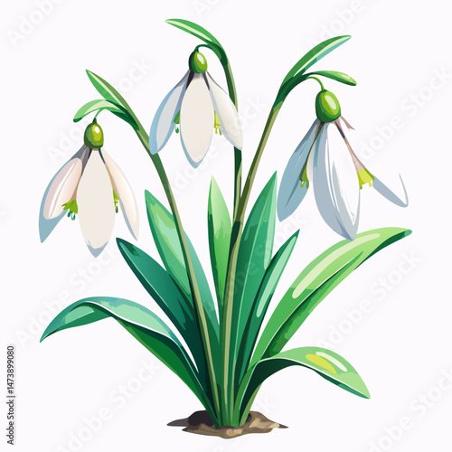 Watercolor realistic Beautiful Snowdrop flowers vector illustration on white background