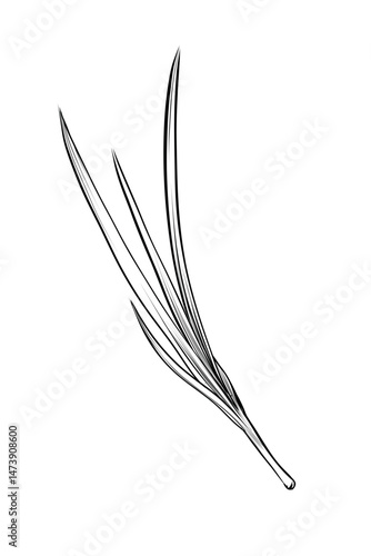 Long onion leaf single blade isolated vector
