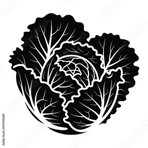 Savoy Cabbage Silhouette, Vector, Illustration, Icon, Logo, White Background.