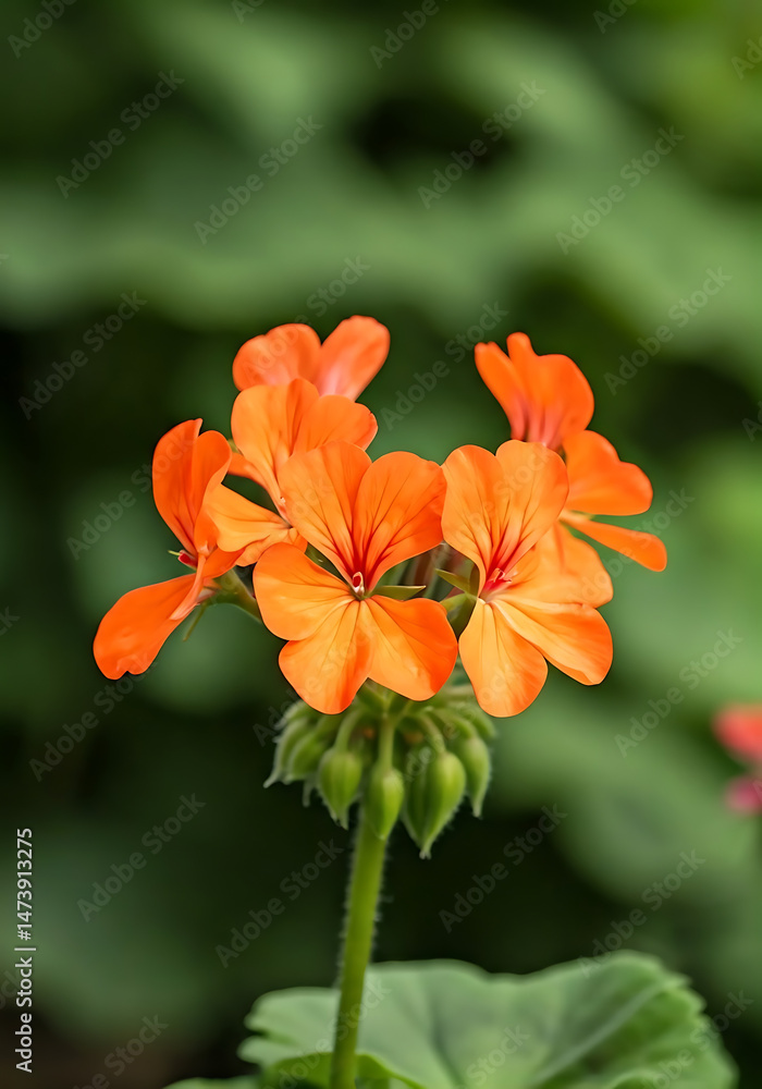 Geranium_flower_background. beautiful flower background featuring pink, green, white, and multicolor blossoms with artistic detailing, soft gradients, and elegant patterns Geranium_flower_background. beautiful flower background featuring pink, green, white, and multicolor blossoms with artistic detailing, soft gradients, and elegant patterns