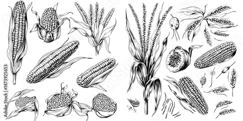 Hand drawn illustrations of corn, sweet maize cobs, grains, and leaves are perfect for food package labels and restaurant menus, showcasing agricultural plants and heaps of seeds