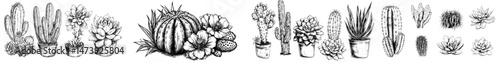 A hand drawn cactus is depicted, showcasing a vintage Mexican desert succulent in bloom, as part of a tropical cactaceae plant decoration graphic