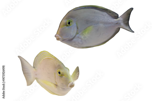 Pair of Colorful Tang Fish on Black Background
