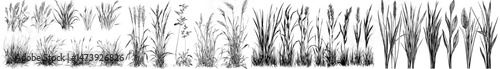A 3D depiction of grass, accompanied by a green weed garden, farm field landscape, or spring sprout border, set against an outdoor lawn meadow or park, featuring isolated decor and realistic
