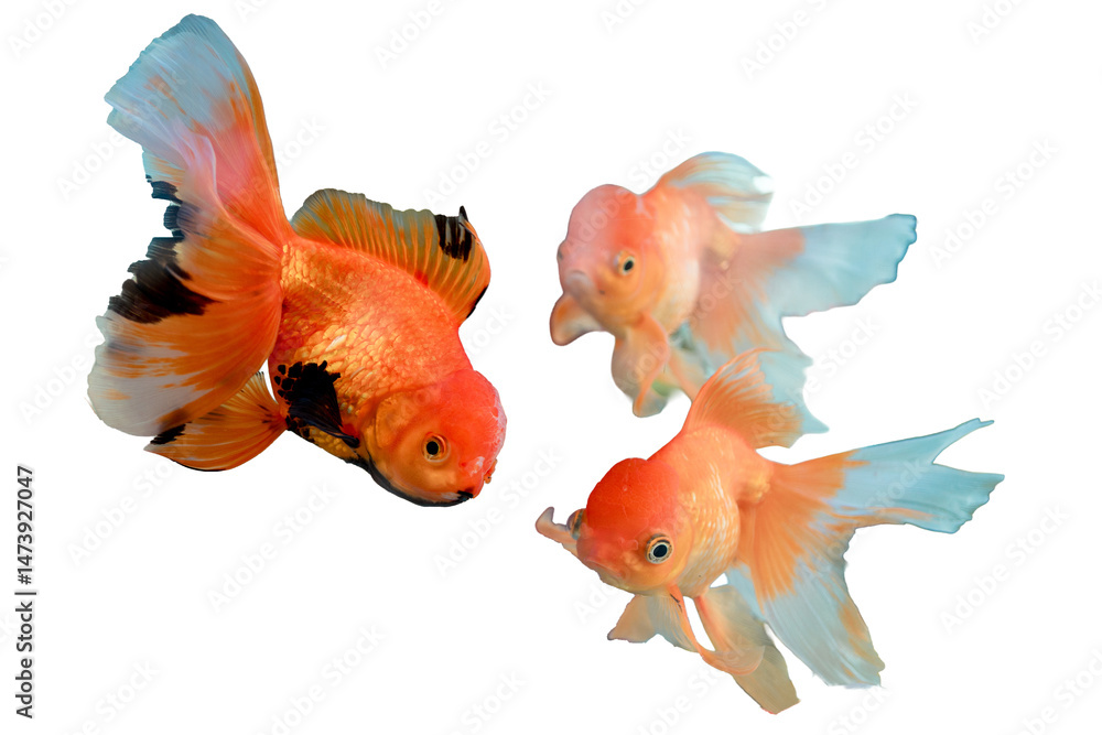Fototapeta premium Three Fancy Goldfish Isolated on Transparent Background