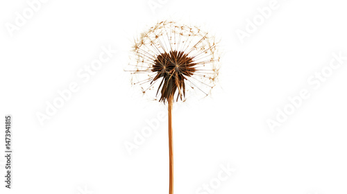 Wallpaper Mural Stunning Close-Up of a Dandelion Seed Head in Full Bloom Capturing Nature's Delicate Beauty Torontodigital.ca