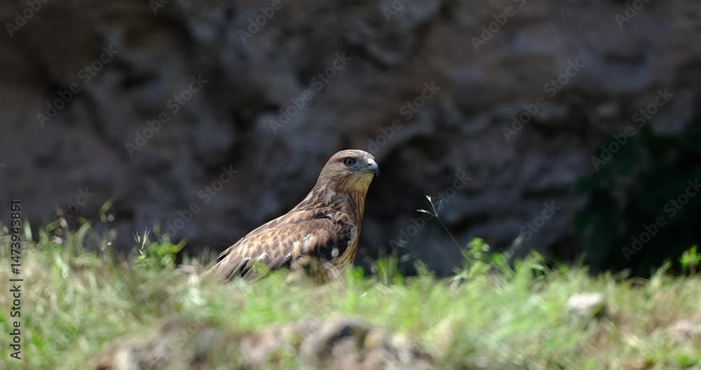 a beautiful eagle on the grass a beautiful eagle on the grass