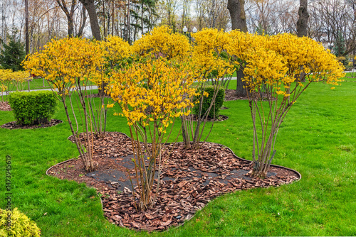 Konstfotografi Bushes with yellow flowers in a garden or city park