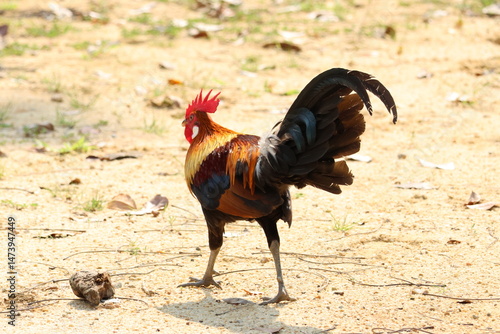 Rear view of a Male Chicken – Red Junglefowl (Gallus gallus) moving forward. Domesticated Chicken’s wild ancestor. Note the bright and colorful plumage showing it is a male, and beautiful feathers.