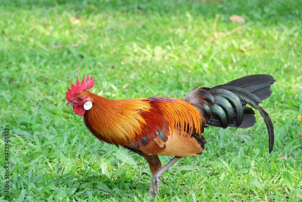 Fototapeta premium Male Chicken – Red Junglefowl (Gallus gallus) moving forward. Domesticated Chicken’s wild ancestor. Note the bright and colorful plumage which shows it is a male, as well as the beautiful feathers.