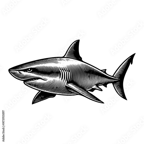 Shark engraving black and white outline. Scratch board imitation.  illustrated in vintage line art style on a white background.