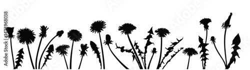Silhouettes of field dandelions.