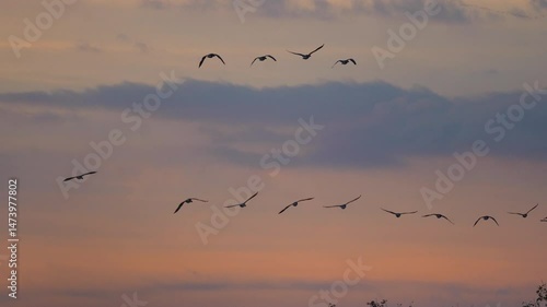 Wallpaper Mural flocks of geese in the sky at sunset Torontodigital.ca