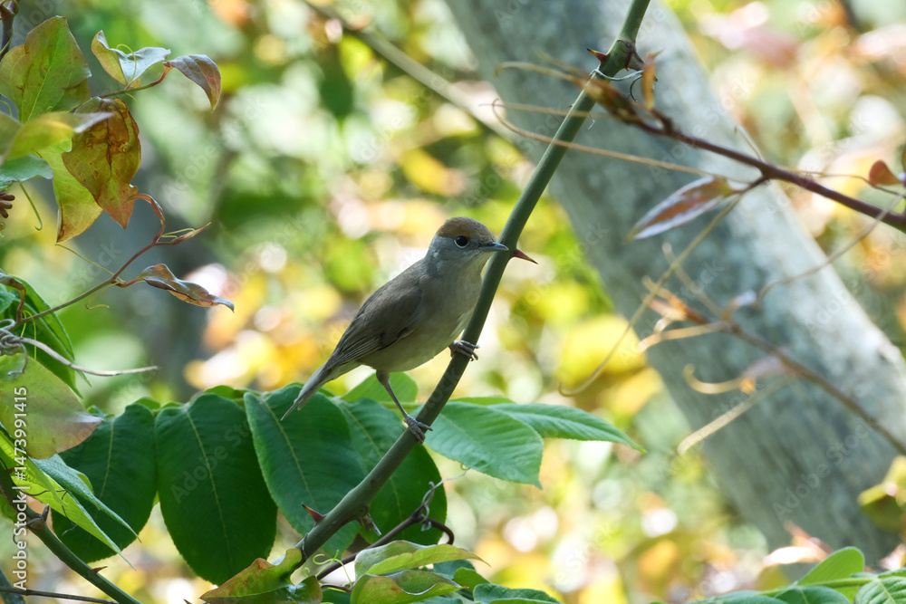 Bird on a branch. Typical warbler (Sylvia) in nature Bird on a branch. Typical warbler (Sylvia) in nature