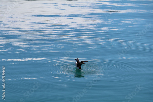 Fotografie Solitary puffin upright with flapping wings on calm blue water with ripples radi