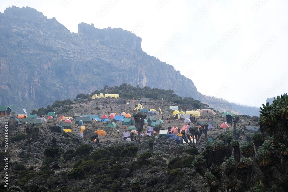 Panorama with Barranco Camp with tents and Giant Lobelia deckenii (Dendrosenecio kilimanjari, Senecio kilimanjari) in misty scenery, endemic plant on Kilimanjaro, Machame Route, Tanzania