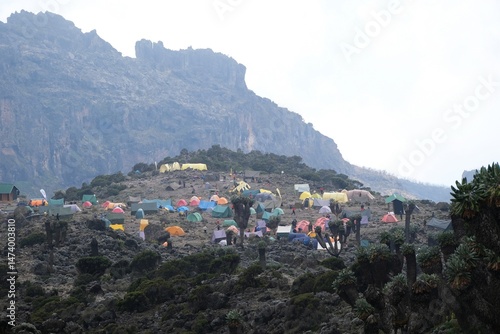 Obraz na płótnie Panorama with Barranco Camp with tents and Giant Lobelia deckenii (Dendrosenecio kilimanjari, Senecio kilimanjari) in misty scenery, endemic plant on Kilimanjaro, Machame Route, Tanzania w salonie