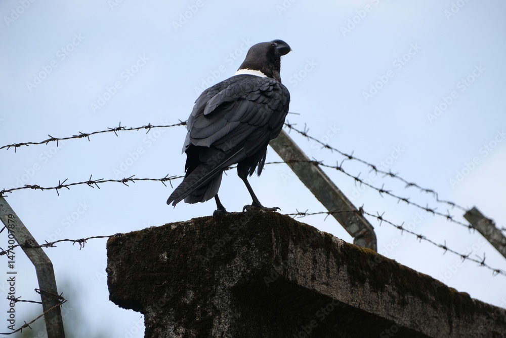 Single Corvus albicollis (Large-billed raven) sitting on wall, Kilimanjaro, Machame Route, Tanzania