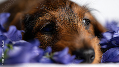 Dachshund dog consist on risque flowers on a uncontaminating background