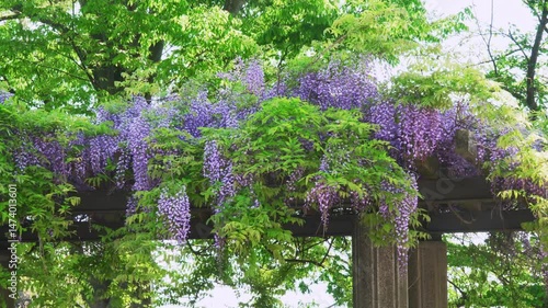 風に揺れる藤棚の藤