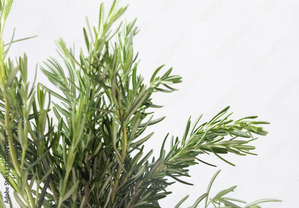 Fototapeta premium Fresh green rosemary sprigs against white closeup. Aromatic herb for culinary