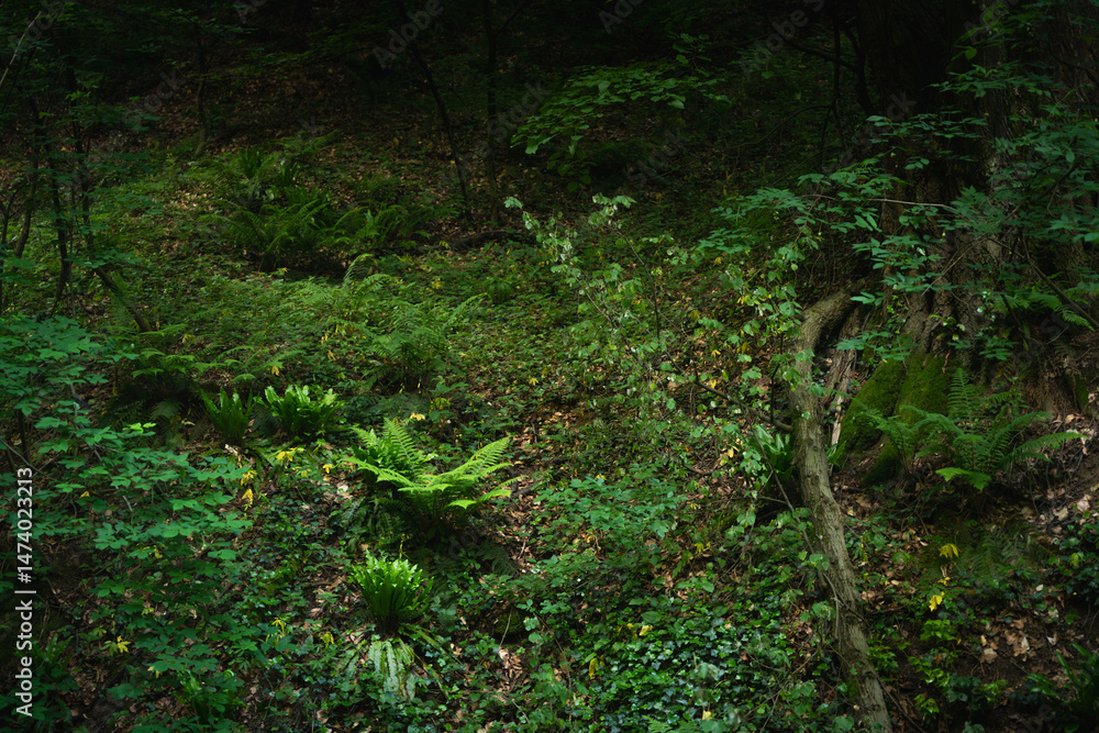 Obraz premium Forrest in National Park Fruska Gora Mountain, Serbia. Trees, vegetation and green leaves with paths for hiking in the nature, for healthy life. Natural background.