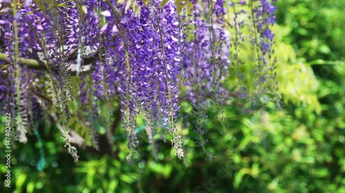 風に揺れる藤棚の藤