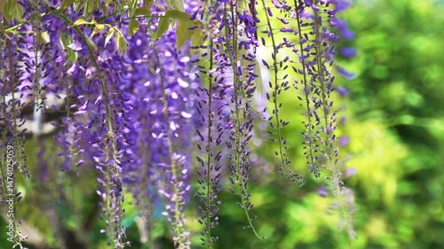 風に揺れる藤棚の藤